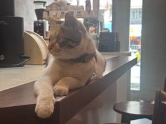 -Again Coffee Roaster(香蜜湖店)