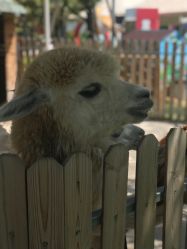 -萌宠亲子动物乐园(槐房万达店)