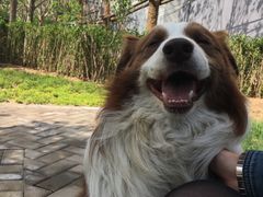 -北京派仕佳德动物医院·超导核磁·CT·神经科·骨科·内外科·急重症管理中心