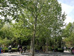 -大兴滨河森林公园