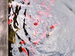 -香园自助小火锅