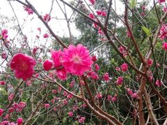 -桃花涧