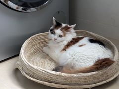 -PETKIT小佩宠物(古北店)