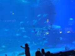 -烟台海昌鲸鲨海洋公园