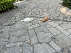 -黄埔古港