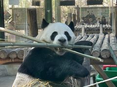 -栾川竹海野生动物园