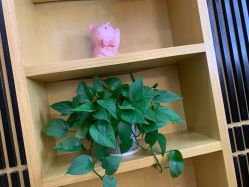 -WENDY·温迪皮肤管理