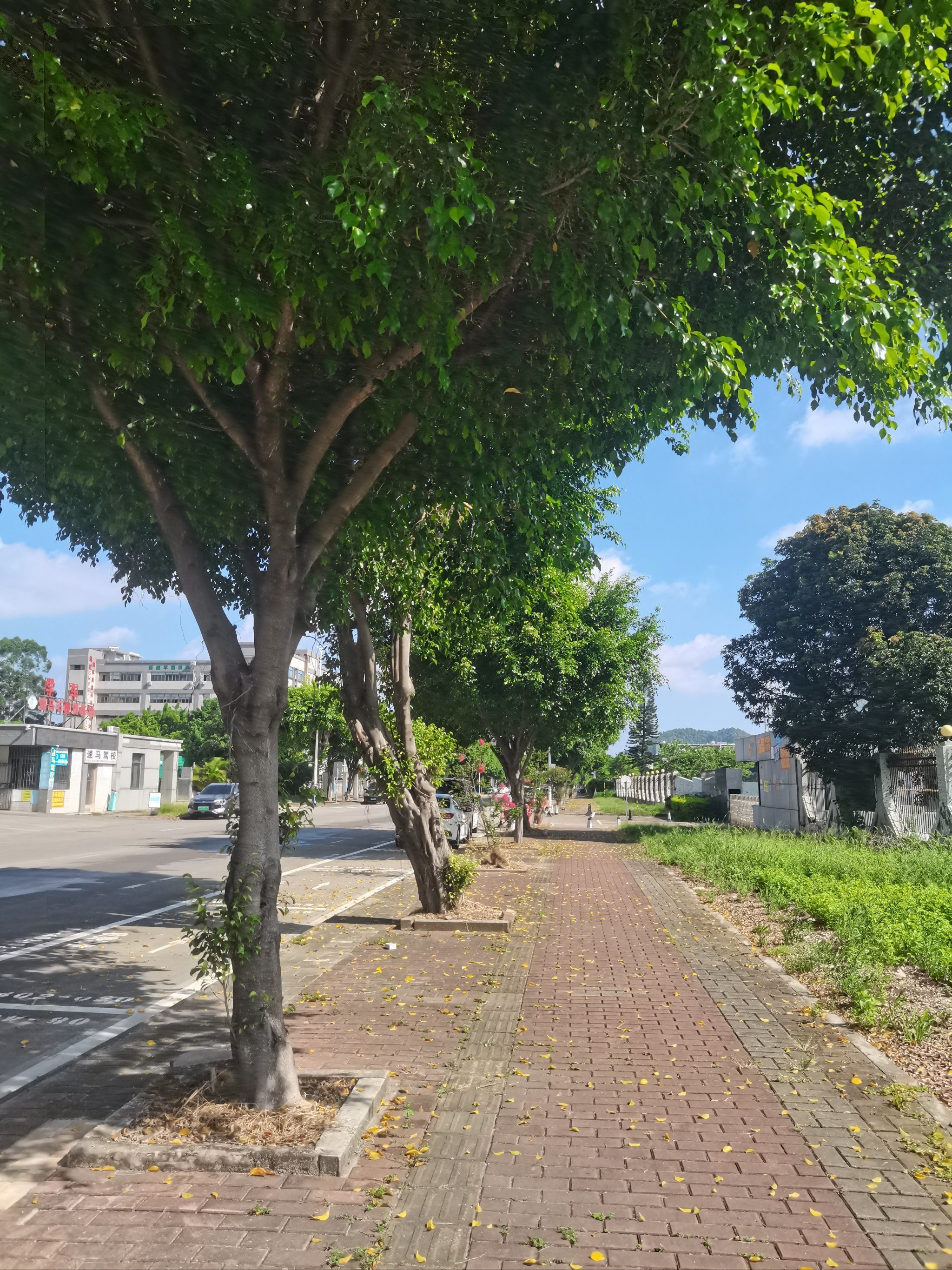 0元玩转这座城 驾校路边风景很好,绿树成荫,一点也不热,我爱这个