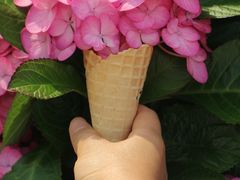 -广东花都香草世界旅游度假区