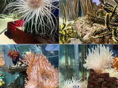 -太平洋海底世界