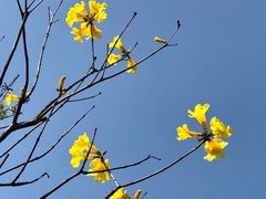 -东莞植物园