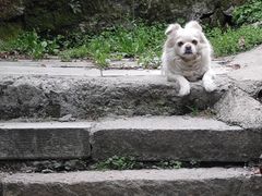 -庐山风景区花径公园