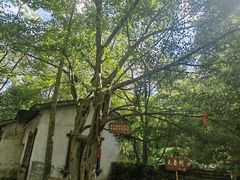 -桂林古东瀑布景区