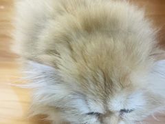 -猫十亿·布偶金渐层·曼基康矮脚猫舍(青年路店)