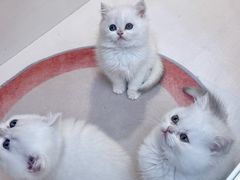 -青奢宠物·青奢猫舍