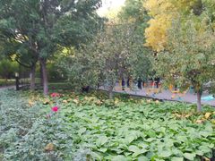 -丰台花园