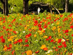 -上海共青森林公园