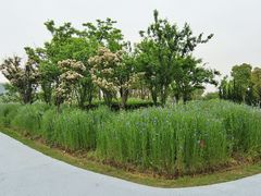 -春花秋色城市公园