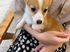 -柴犬小屋·柴餐厅·狗咖食堂(金鼎广场店)