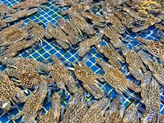 -三亚火车头万人海鲜广场