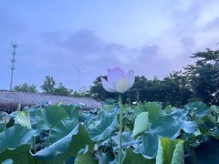 -池杉湖湿地公园