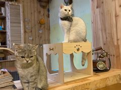 -猫色咖啡·猫咖