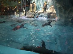 -帝企鹅自助餐厅•儿童岛•真企鹅(长隆企鹅酒店)