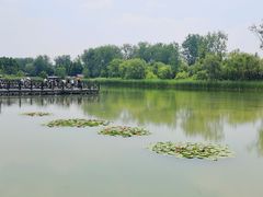 -溱湖国家湿地公园