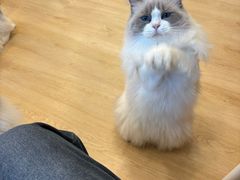 -有喵·猫咖·狗咖·40+猫狗有小奶狗(岗厦店)