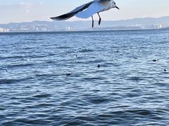 -海埂大坝