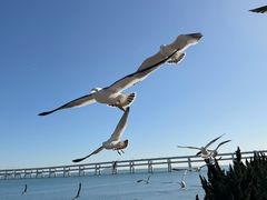 -星海湾跨海大桥