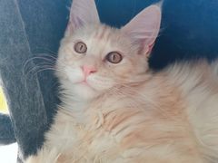 -十年猫舍·猫咪专门店(普陀店)