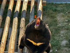 -大连森林动物园