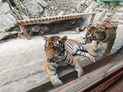 -栾川竹海野生动物园