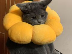 -佳雯宠物医院(四明中路分院)