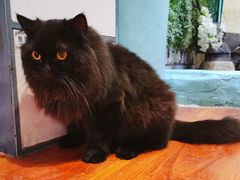 -猫小院猫主题咖啡厅(北锣店)