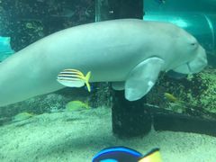 -悉尼海洋生物水族馆