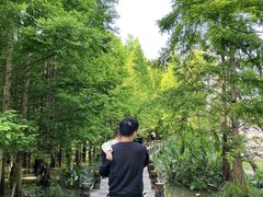 -桤木河湿地公园