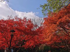 -中山公园