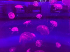 -梦幻海洋王国(吾悦广场张家港店)