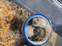 -萌兽医馆·眼科·异宠专科(三里屯店)