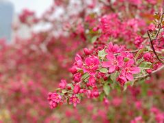 -海棠花溪(元大都城垣遗址公园)