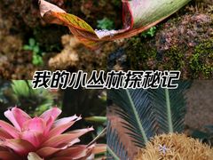 -昆明植物园