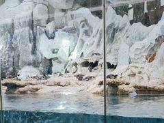 -帝企鹅自助餐厅•儿童岛•真企鹅(长隆企鹅酒店)