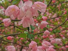 -高东镇樱花园