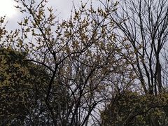 -秋霞圃