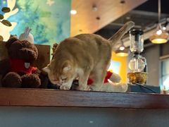 -咖法森林·咖啡  酒吧(天河店)