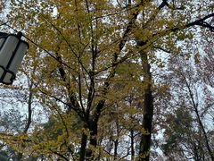 -岳麓山风景名胜区