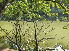 -深圳仙湖植物园