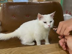 -藏猫猫咖啡主题馆(中央大道店)